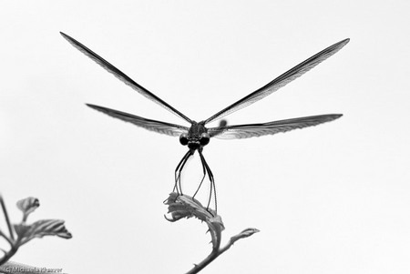 Bereit zum Abflug – Bronzene Prachtlibelle (Calopteryx haemorrhoidalis), Männchen
