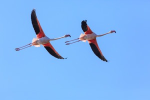 Wildlife-Fotografie Flamingos auf Sardinien