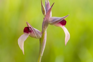 Fotoexkursionen zu Wild-Orchideen auf Sardinien