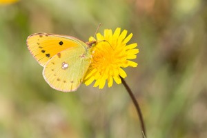 Makrowildlife Fotografie Schmetterlinge auf Sardinien