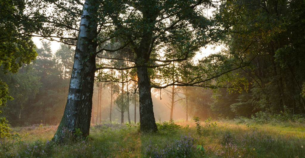 Magisches Licht im Teufelsmoor