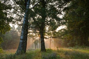 Fototouren im Teufelsmoor Magisches Licht im Moor