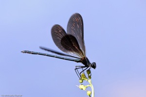 Makrowildlife Fotografie Libellen auf Sardinien