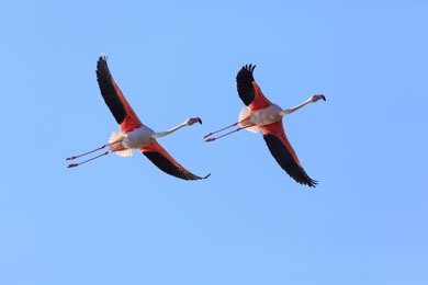 Fotoreise Flamingos auf Sardinien