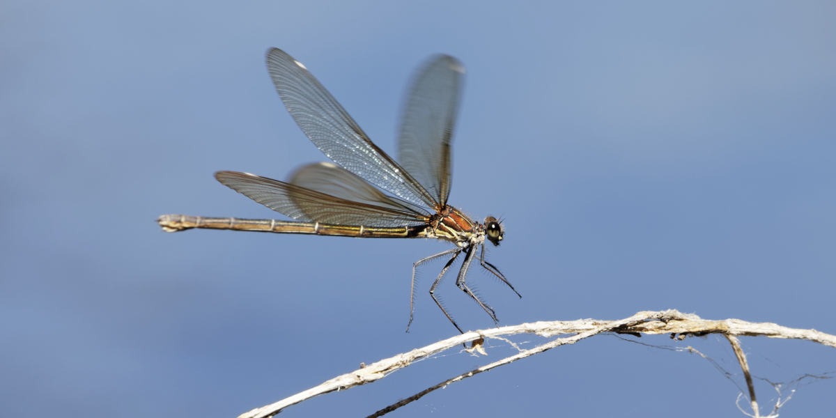 Libellen im Flug fotografieren