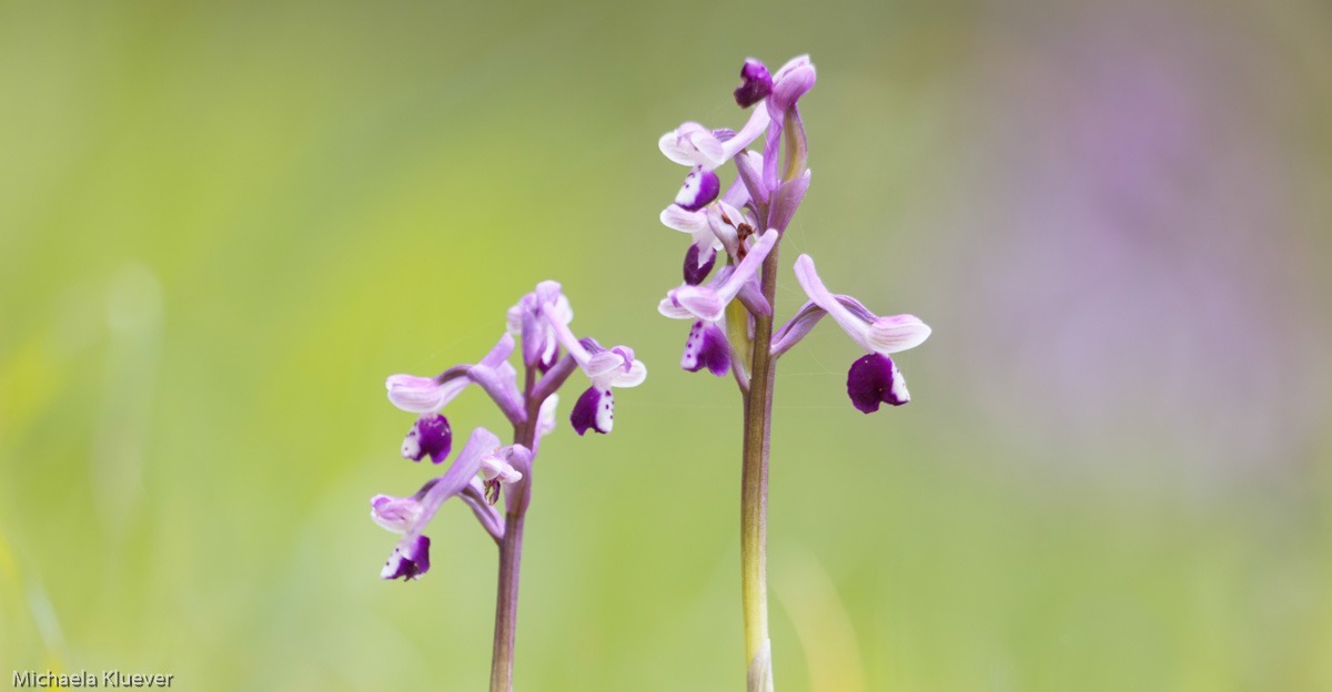 Wildorchidee auf Sardinien - Anacamptis longicornu