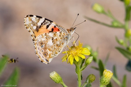 Wanderfalter Schmetterling Distelfalter- Unterseite