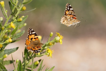 Distelfalter sind Wanderfalter Schmetterlinge