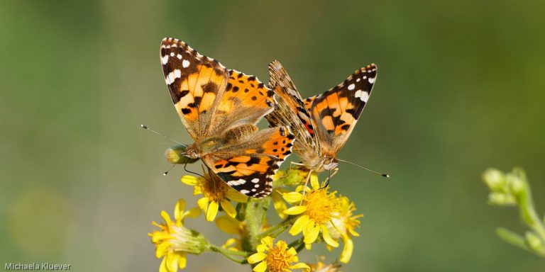 Distelfalter sind Wanderfalter, hier fotografiert im November auf Sardinien