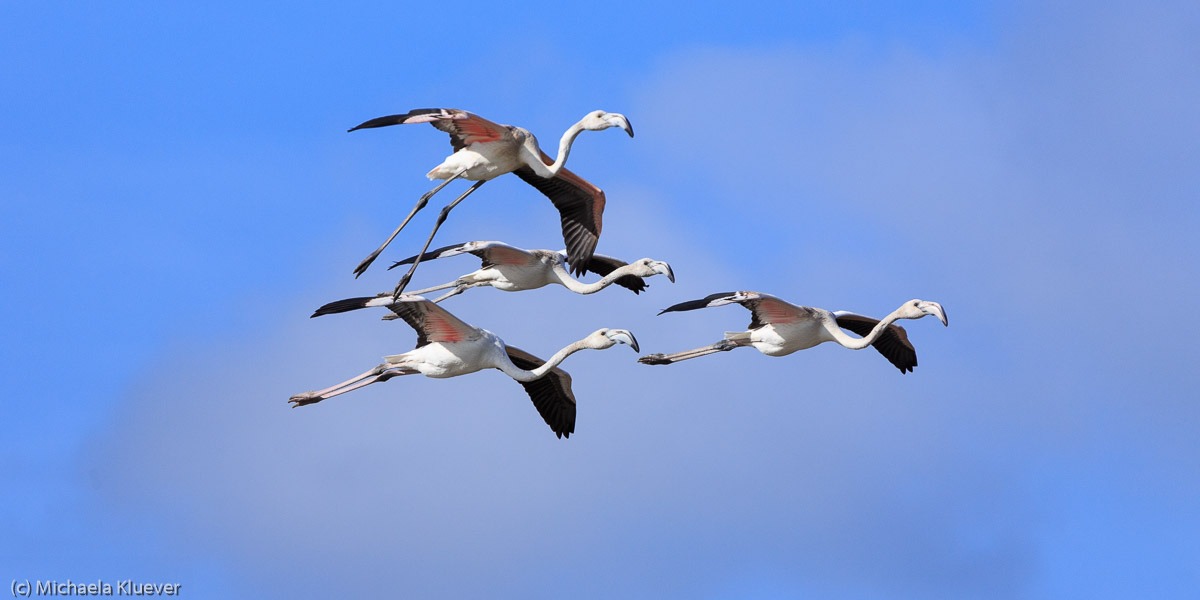 Fotoprojekte Sardinien, hier: Flamingos fotografieren auf Sardinien
