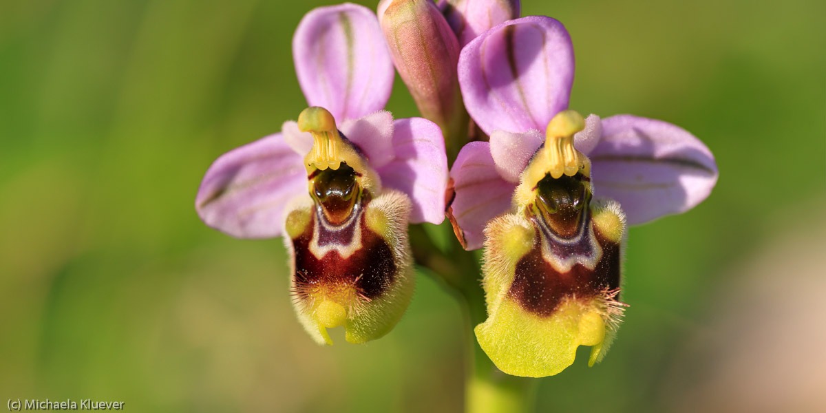 Orchideen fotografieren auf Sardinien