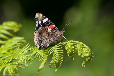 Wanderfalter Schmetterling Admiral - Unterseite