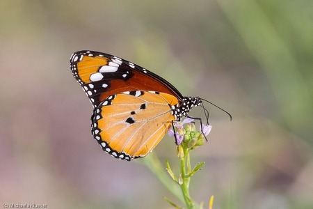 Wanderfalter Afrikanischer Monarch- Unterseite