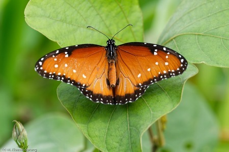 Wanderfalter aus Mexico - Amerikanischer Monarch