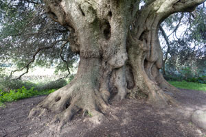 Galerie zur Erinnerung, das war der Albero Millenario von Cuglieri