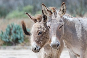 Galerie zum Projekt Tierfotografie Esel auf Sardinien
