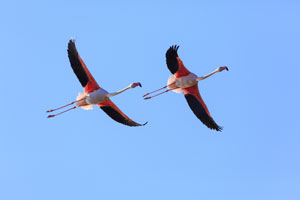 Galerie zum Projekt Tierfotografie Flamingos auf Sardinien