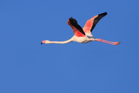 Fliegender Flamingo