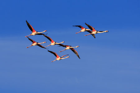 Flamingogruppe im Flug