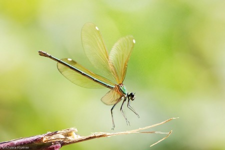 Libellenfotografie, hier ein Weibchen der Bronzenen Prachtlibelle bei der Landung