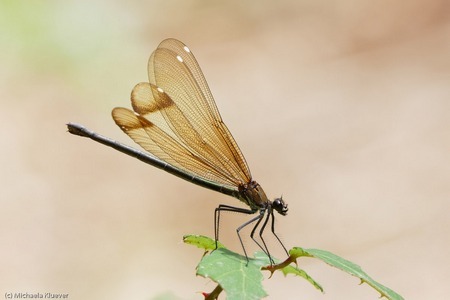 Weibchen der Bronzenen Prachtlibelle mit Fluegelmalen