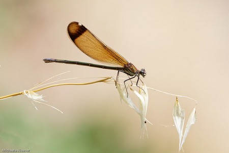 Schwierige Libellenfotografie auf schwankender Sitzwarte. Weibchen der Bronzenen Prachtlibelle 