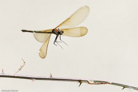 Weibchen der Bronzenen Prachtlibelle im Flug