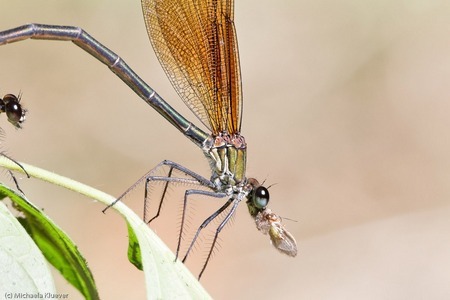 Beispiel Libellenfotografie, hier einWeibchen der Bronzenen Prachtlibelle beim Fressen