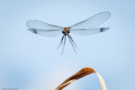Bronzene Prachtlibelle im Flug