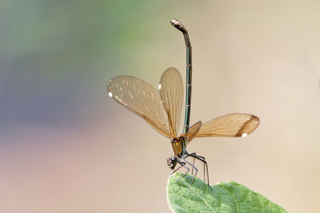 Weibchen einer Prachtlibelle