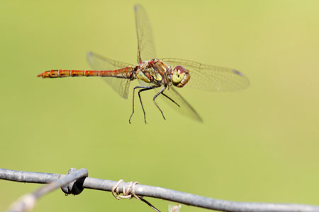 Heidelibelle im Flug