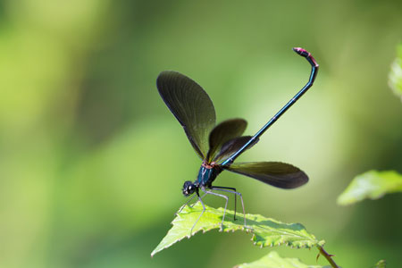 Maennchen einer Prachtlibelle