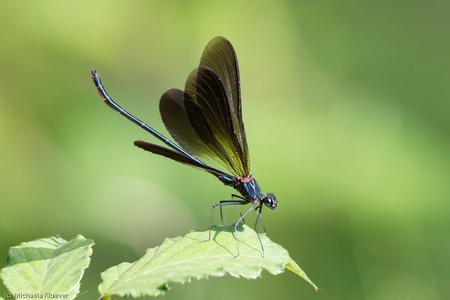 Libellenfotografie, hier ein Maennchen der Bronzenen Prachtlibelle mit roter Laterne