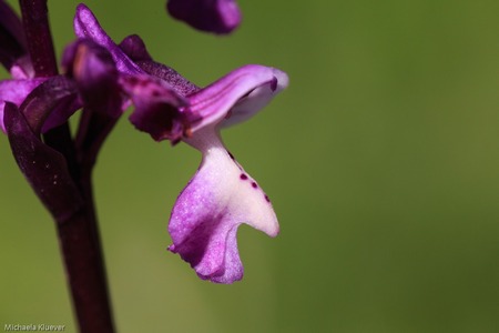 Detail einer Anacamptis papilionacea