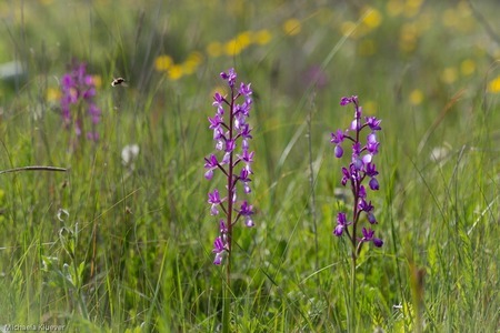 Gruppe von Anacamptis papilionacea
