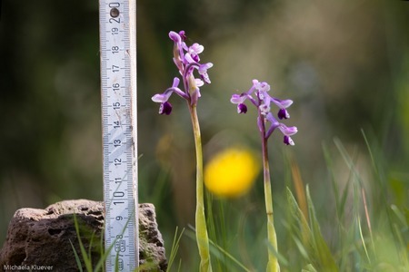 Orchideenfotografie auf Sardinen, Groesse der Anacamptis longicornu