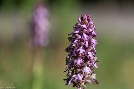 Wildorchidee Barlia robertiana