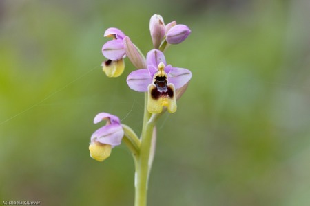 Ophrys tenthredinifera