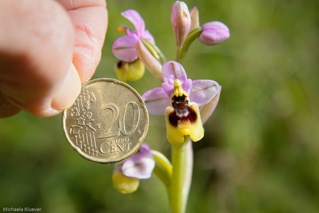 Groessenvergleich Ophrys tenthredinifera