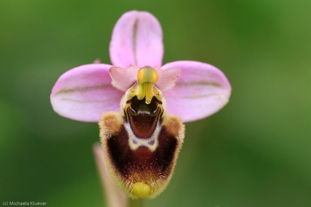 Detail Ophrys tenthredinifera