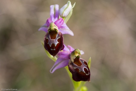 Orchideenfotografie auf Sardinen, Wildorchidee Ophrys morisii