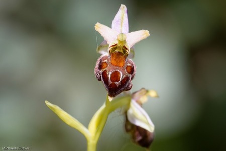 Orchideenfotografie auf Sardinen, Wildorchidee Ophrys morisii im Sonnenlicht