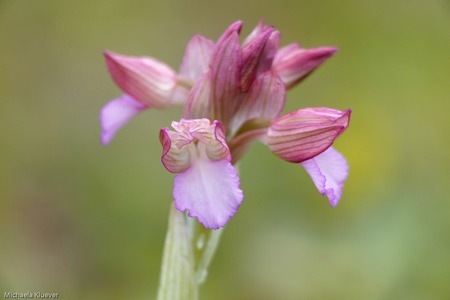 Wildorchidee Anacamptis papilionacea