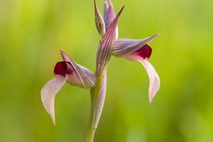 Galerie zum Projekt Orchideenfotografie auf Sardinien