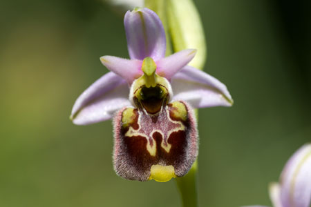 Ophrys holosericea