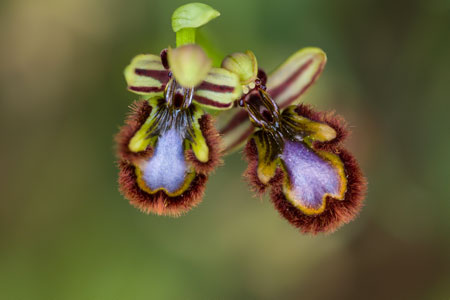 Spiegelragwurz Ophrys speculum