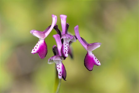 Anacamptis longicornu