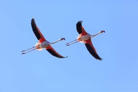 zwei Flamingos im Flug