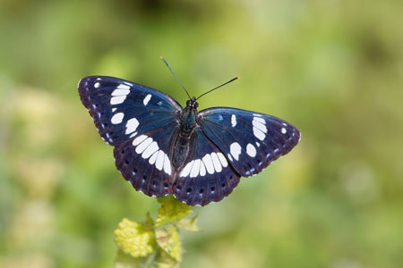 Schwarzblauer Eisvogel