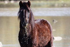 Galerie zum Projekt Tierfotografie Wildpferde auf Sardinien